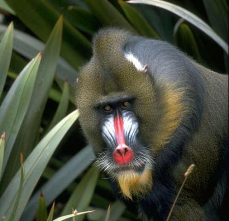 --- Le mandrill ---